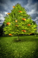   Maldivian Orange Tree part my Underwater Surrealism body work. Image playing off bright color Clownfish. Like most plants trees these fish are endemic they found Maldives work Clownfish  